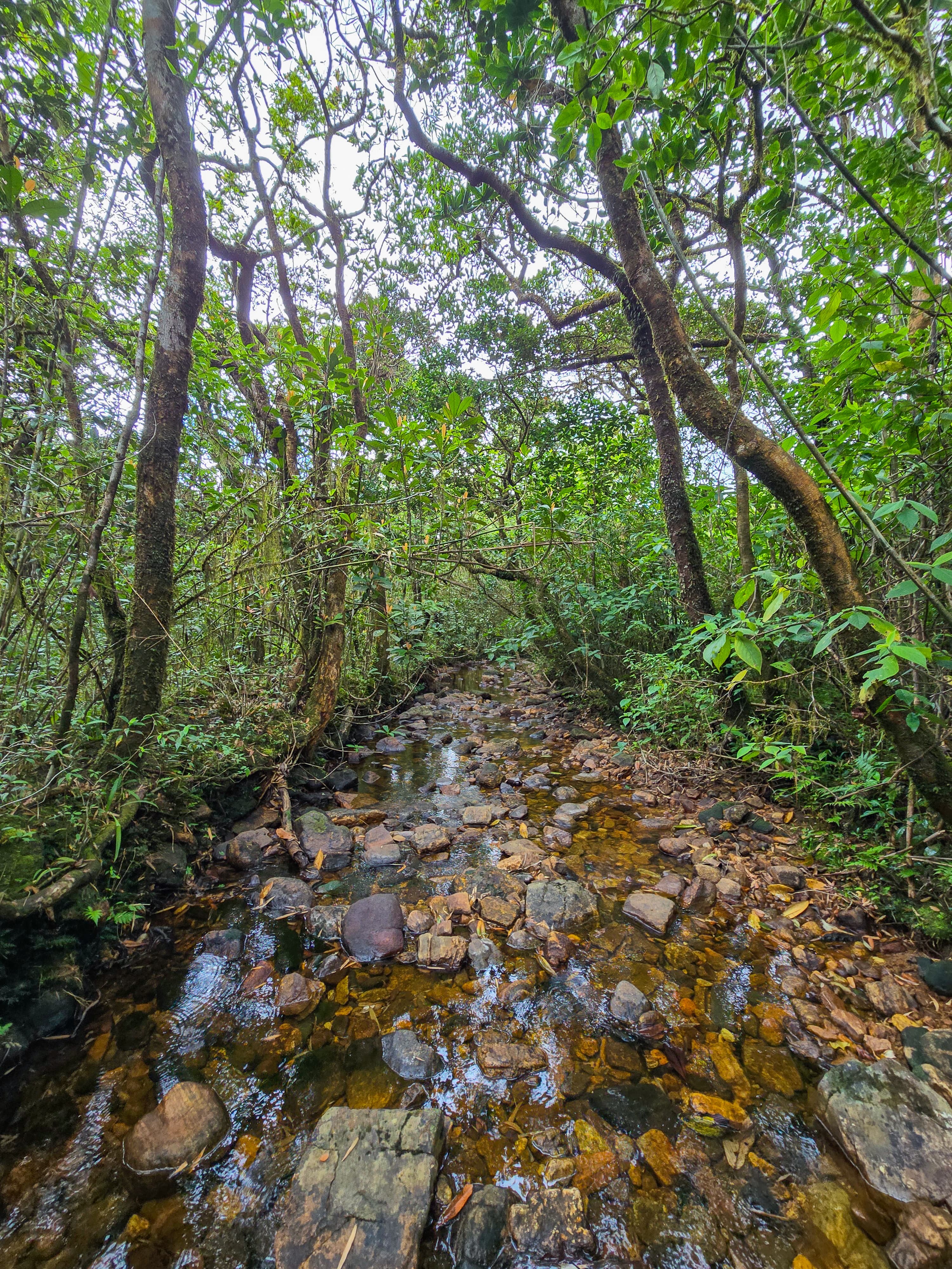 Knuckles Mountain Trail (Five Peaks) – photo 3